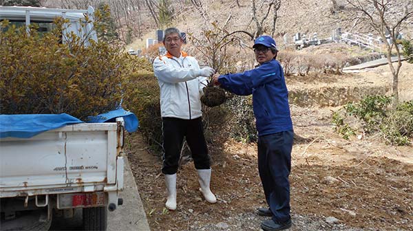 Shirakawa Factory—Provision of seedlings