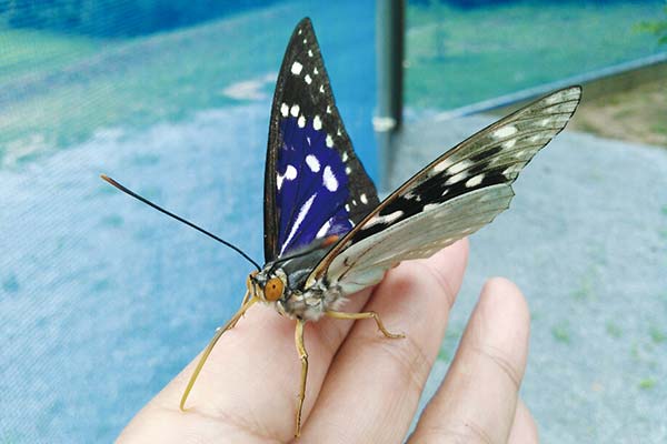 Ichijima Factory Purple emperor butterfly Nymphalidae Class I endangered species designated by Hyogo Prefecture