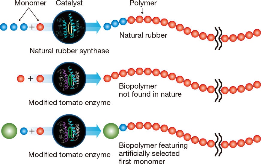 Research on Biopolymer Synthesis