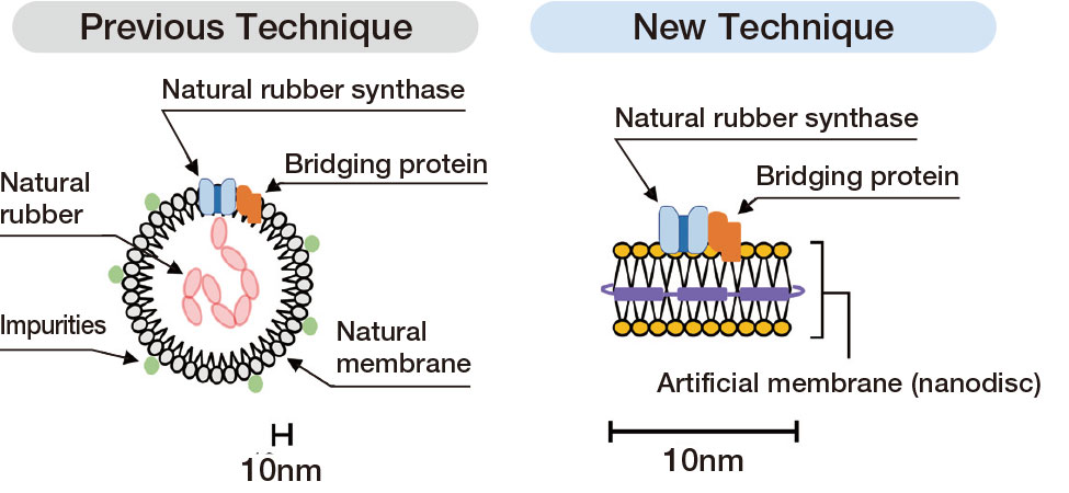 Invention of Enzyme Evaluation Technique