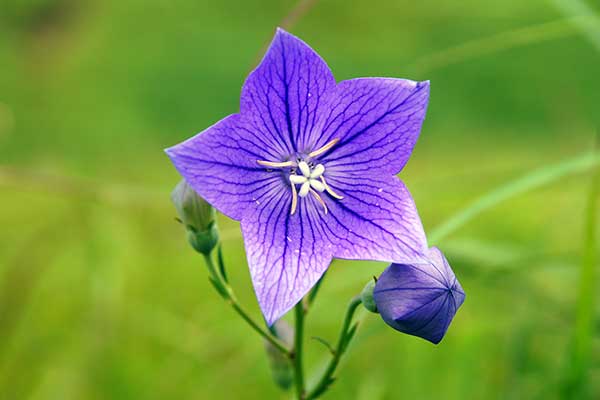 神戸　六甲山GENKIの森　自生株キキョウの花
