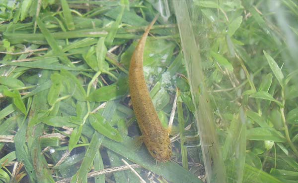 市島工場 ホトケドジョウ ドジョウ科 兵庫県 絶滅危惧Ⅰ種