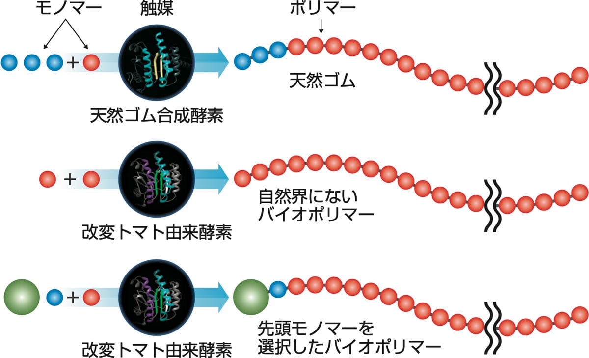 バイオポリマー合成の研究